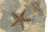 Ordovician Fossil Starfish & Brittle Star - Morocco #233041-3